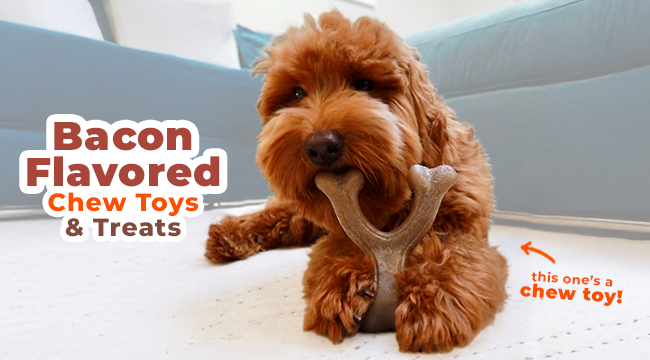 Dog chewing Nylabone Power Chew Comfort-Hold Wishbone chew toy with bacon flavor throughout 