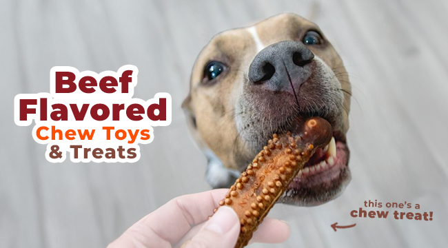 Dog chewing Nylabone Nubz chew treat with beef flavor 