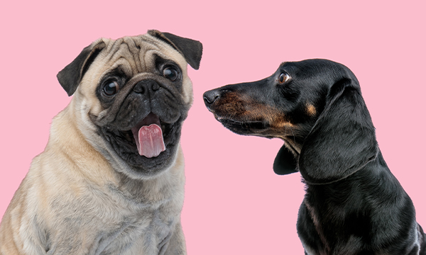 Two dogs over a pink background.