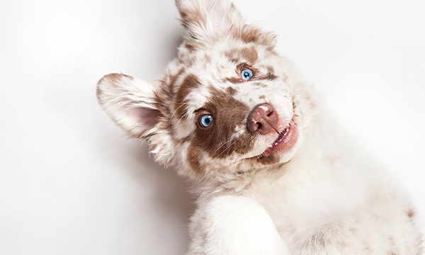 Dog with blue eyes laying down.