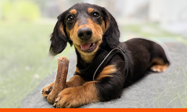 Chew Treats banner with dog holding toy