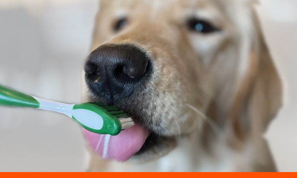 Dental graphic with dog getting its teeth brushed.