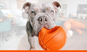 Play Toys graphic with dog holding ball in its mouth.