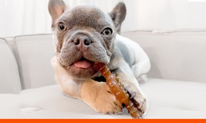 Puppy care graphic with puppy chewing on toy