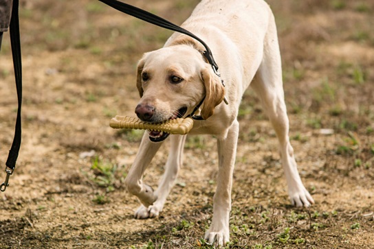 Nylabone Cares  Donating to Dog Shelters