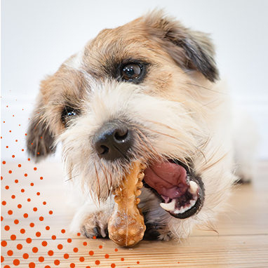 Small scruffy terrier mix chewing a Nubz dog treat on a light wooden surface. Small scruffy terrier mix chewing a Nubz dog treat on a light wooden surface.