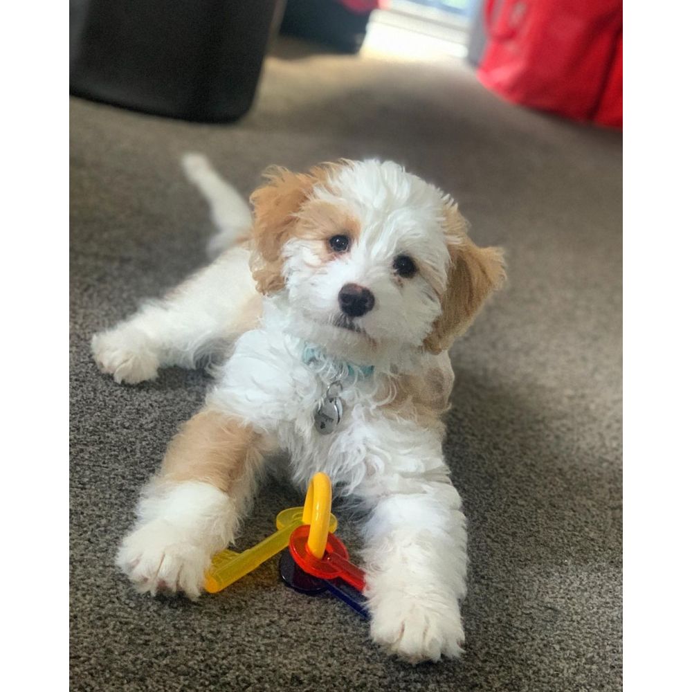 puppy laying with teething keys