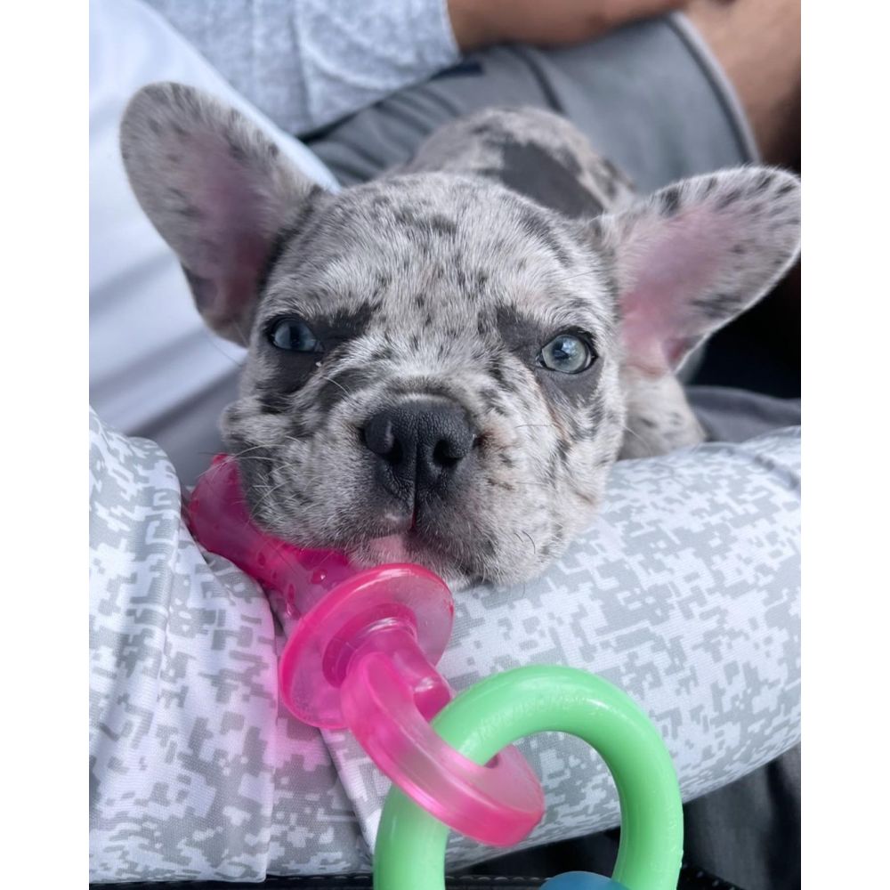 Puppy Pacifier Dog Pacifier Teething Toy Nylabone