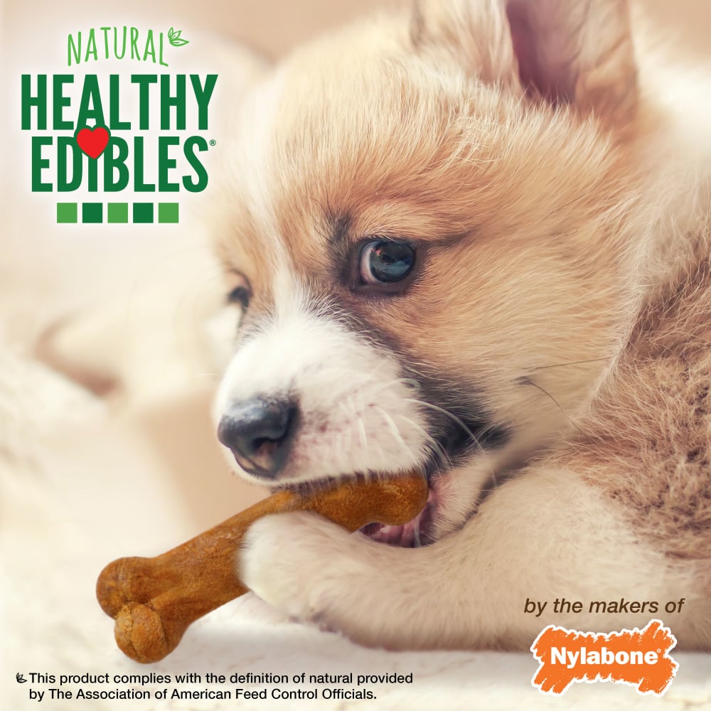 018214851400_Nylabone_HE Puppy 16ct Petite Pouch_Lifestyle