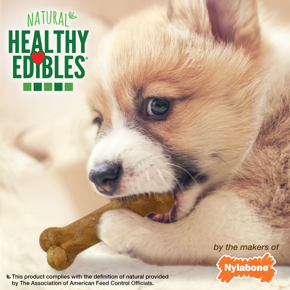 018214829249-nylabone-healthy-edibles-puppy-lamb-apple-8ct-petite-card-lifestyle