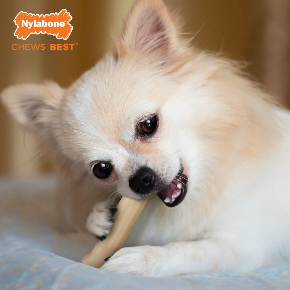 Daily Dental Chicken Power Chew Toy Nylabone