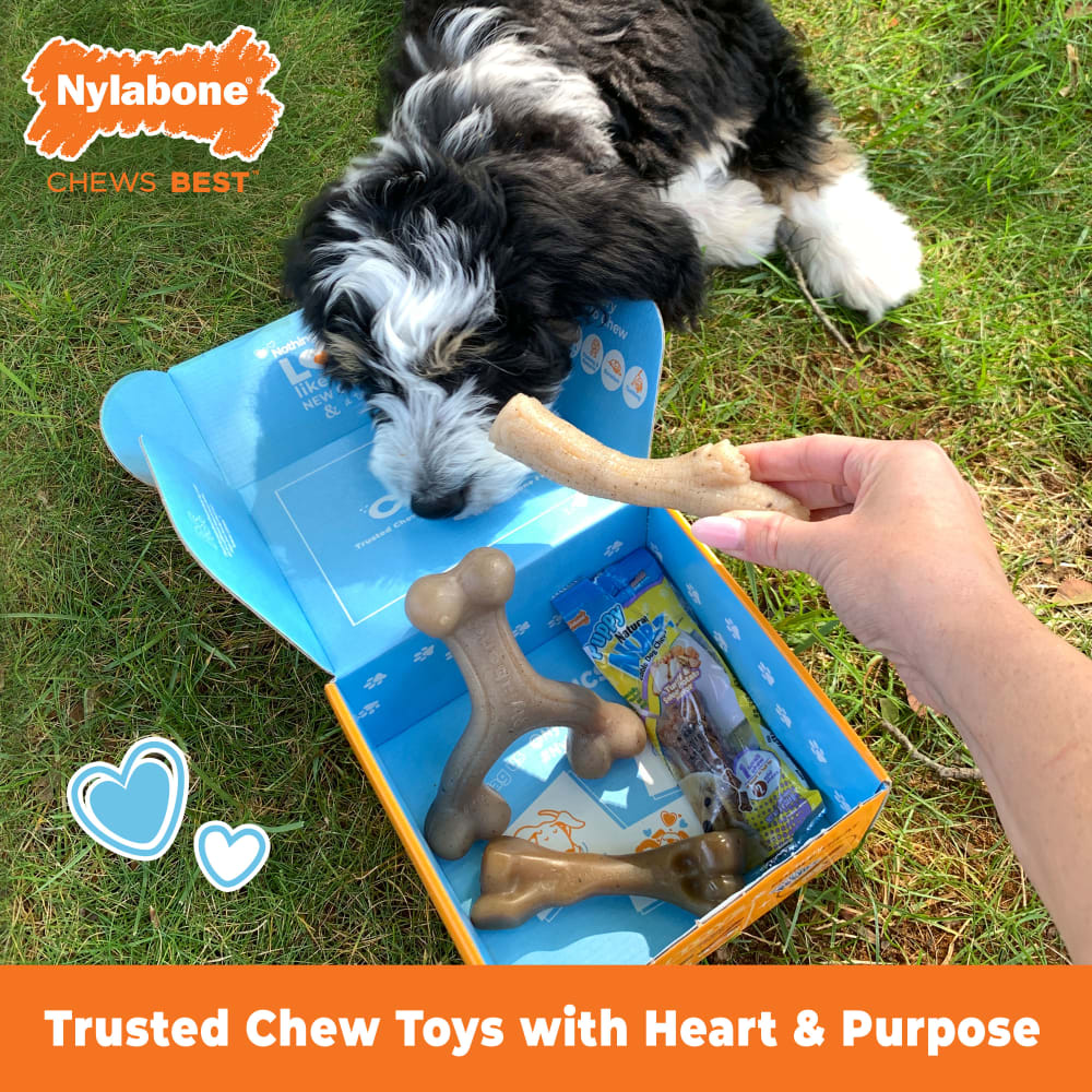 The Box Chew Toys Treat Puppy Gift Box Nylabone