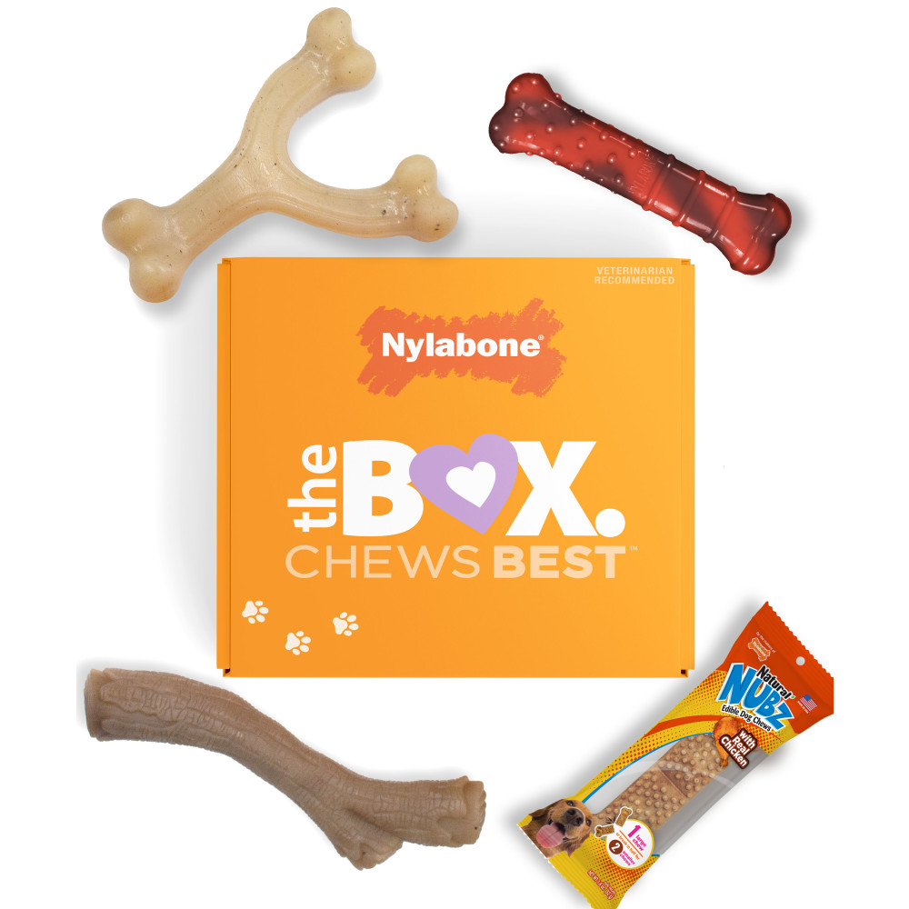 Nylabone Small Dog Box with bundled chews.