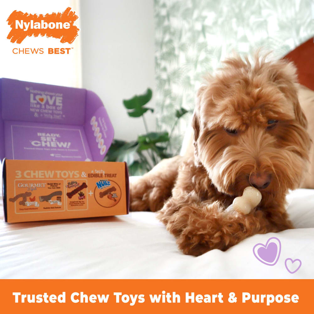 018214854920-nylabone-small-dogtbox-lifestyle-logo