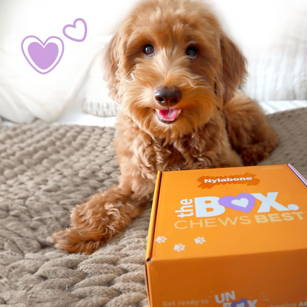 018214854920-nylabone-small-dogtbox-lifestyle