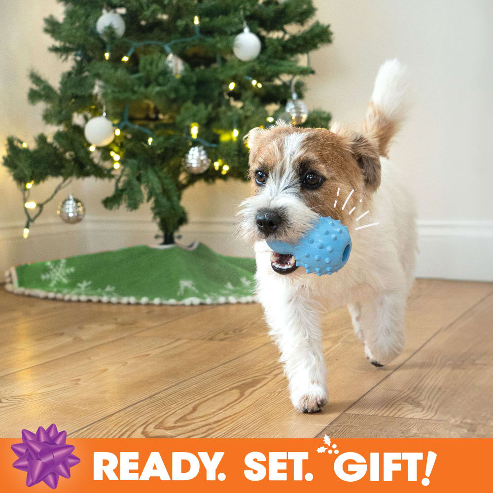 018214855927-nylabone-holidayt-box-small-dog-phase2-lifestyle