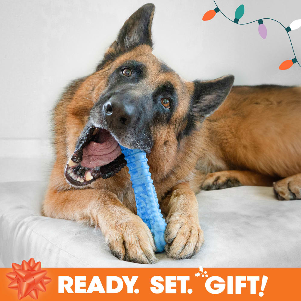 018214855934-nylabone-holidayt-box-large-dog-phase2-lifestyle