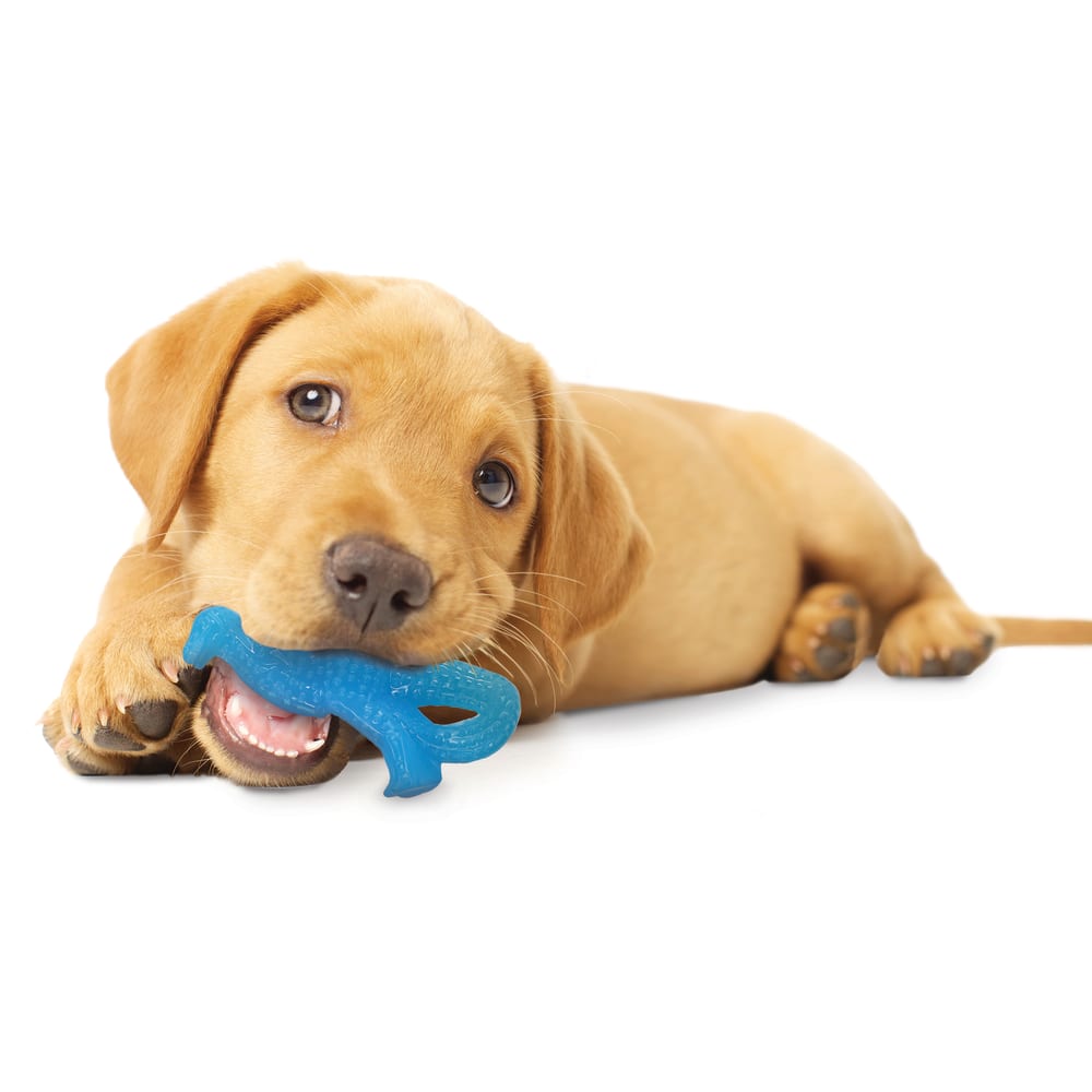 Best teething toys for puppies best sale