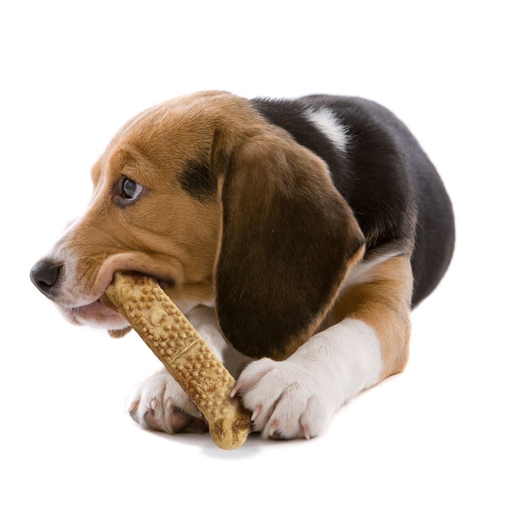 018214841463-nylabone-nubz-natural-long-lasting-edible-dog-chews-lifestyle