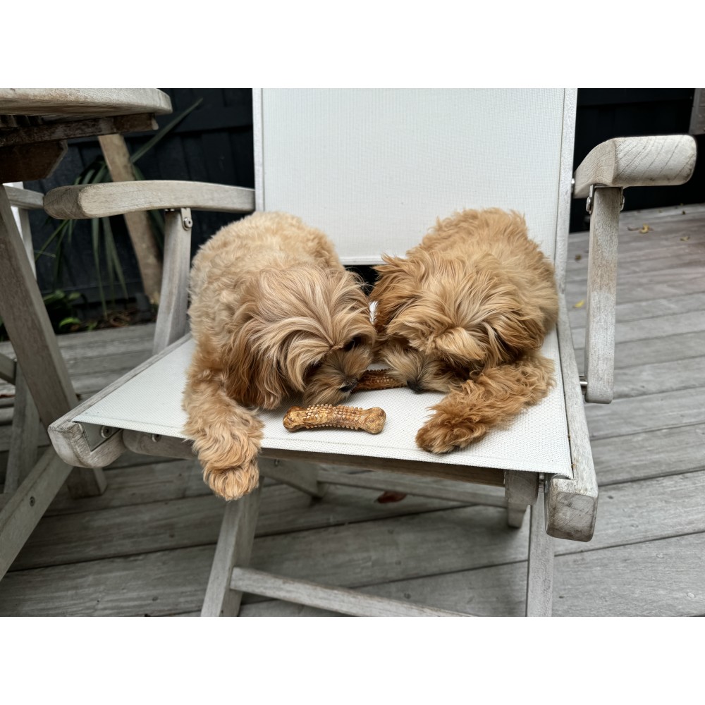 nylabone nubz ecomm package chicken flavor