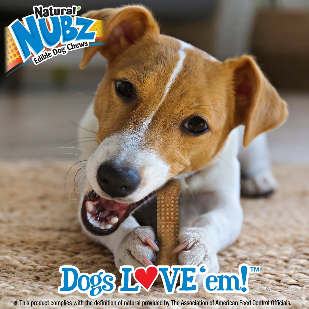 018214837787-nylabone-nubz-wild-bison-12ct-small-lifestyle