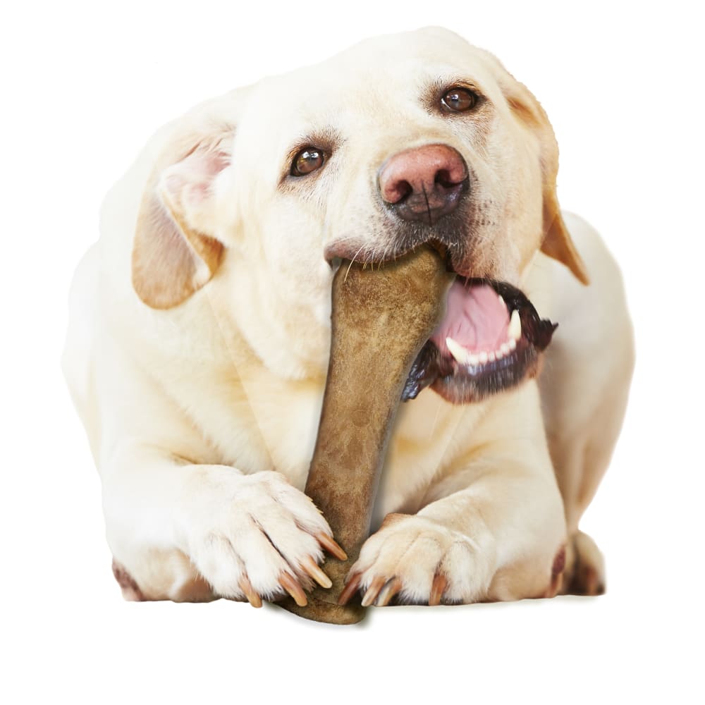 018214844501-nylabone-nubz-beef-natural-long-lasting-edible-dog-chews-lifestyle