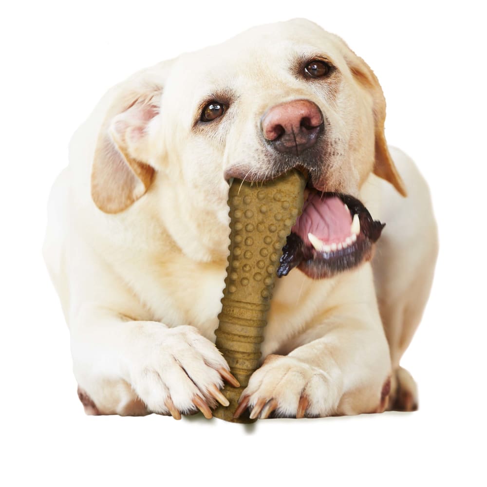 Lifestyle image of Nylabone Healthy Edibles Peanut Butter Flavor Lifestyleweb