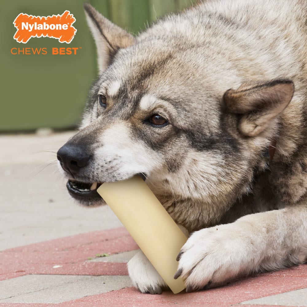 Power Chew Marrow Bone Alternative Chew Toy Nylabone