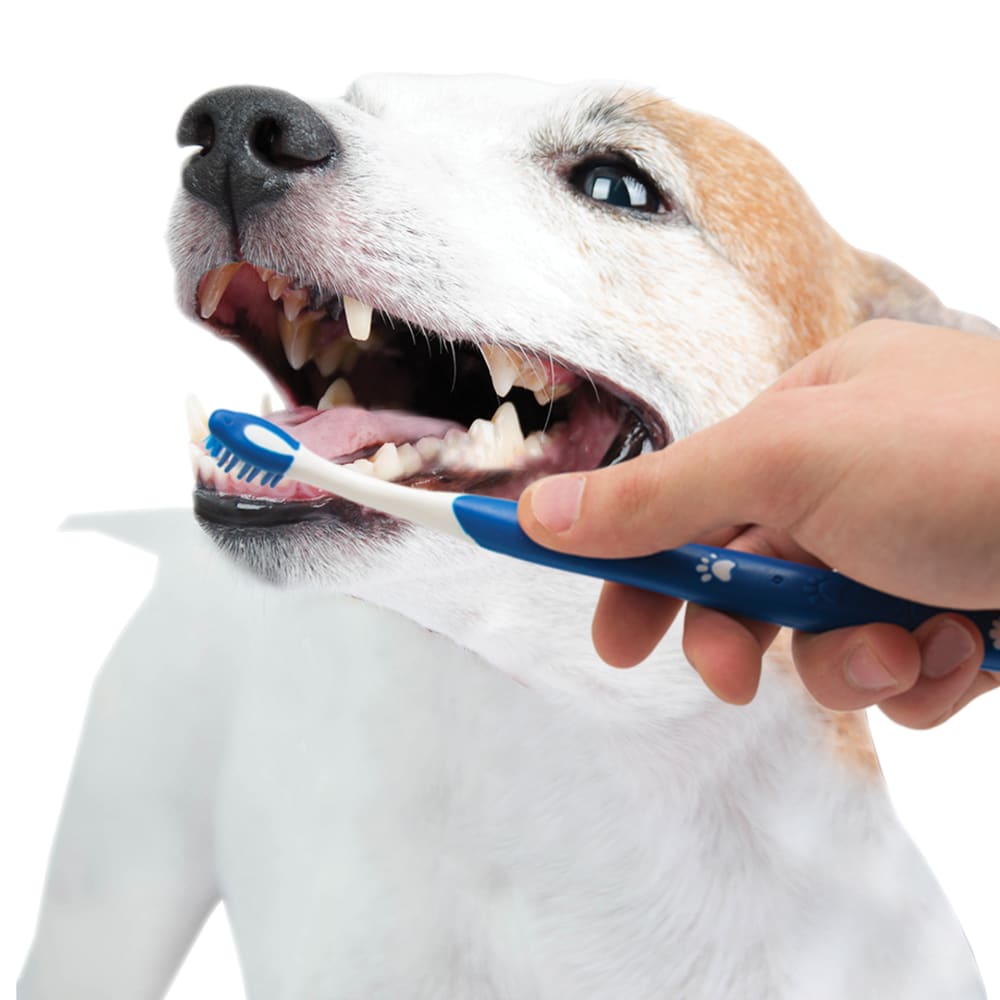 018214827924-nylabone-advanced-oral-care-puppy-dental-kit-lifestyle