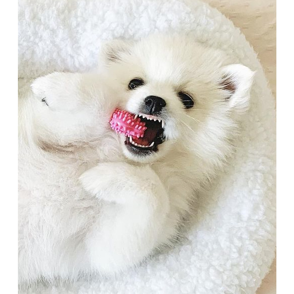 dog chewing on puppy bone