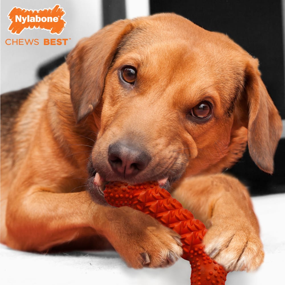 Nylabone dental bones best sale