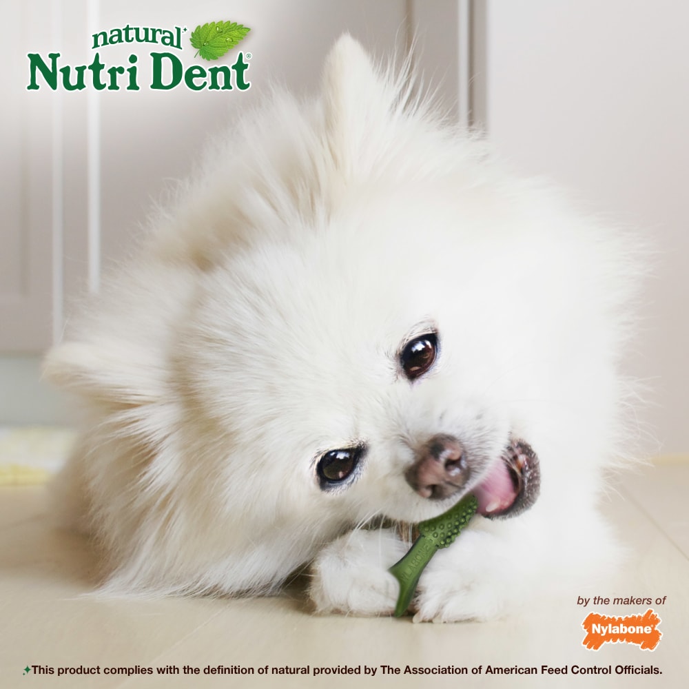 Nutri Dent Fresh Breath Dog Dental Chews Nylabone