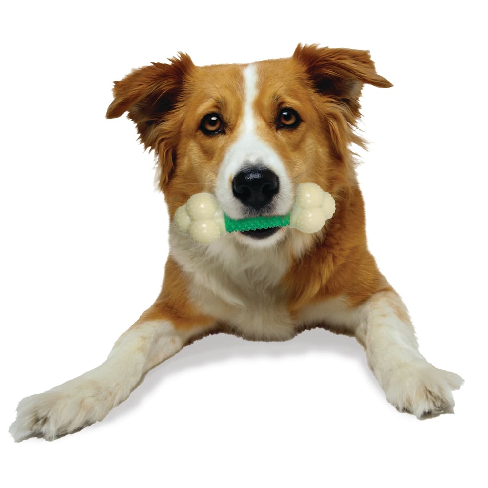 Power Chew Double Action Durable Dog Toy Nylabone