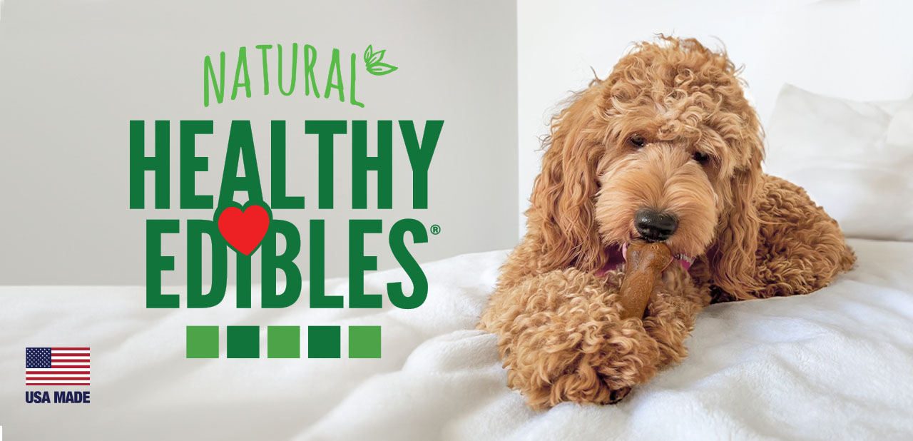 Poodle on white bed holding Healthy Edibles chew treat