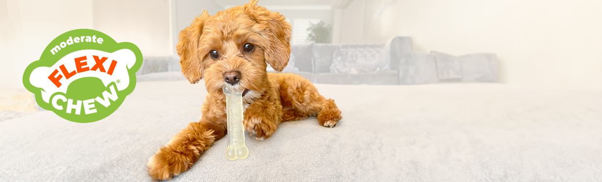 Small dog holding Nylabone Flexi chew toy bone in mouth