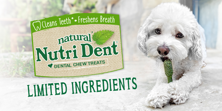 Small white dog chewing on green Nutri Dent dental dog chew treat