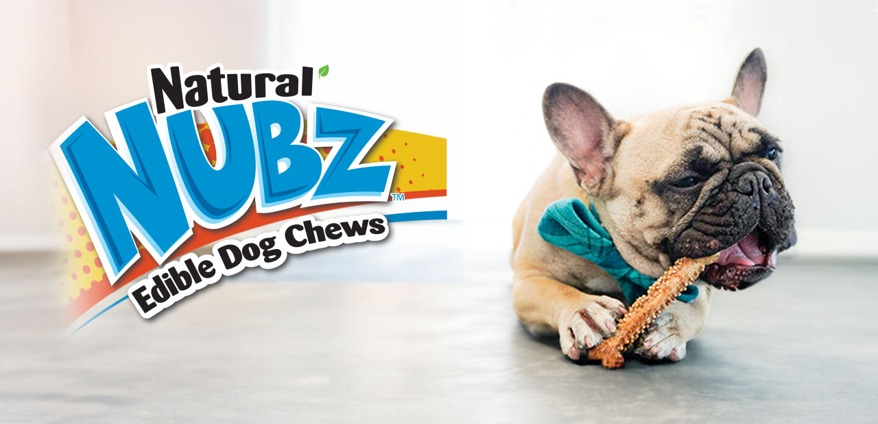 Pug in blue bow tie chewing on Nubz edible chew treat