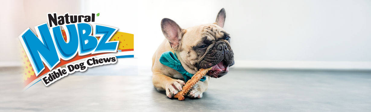 Pug in blue bow tie chewing on Nubz edible chew treat