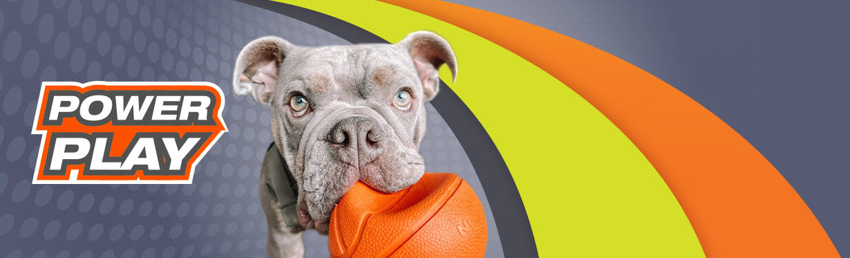 Grey dog holding Power Play basketball dog toy in its mouth