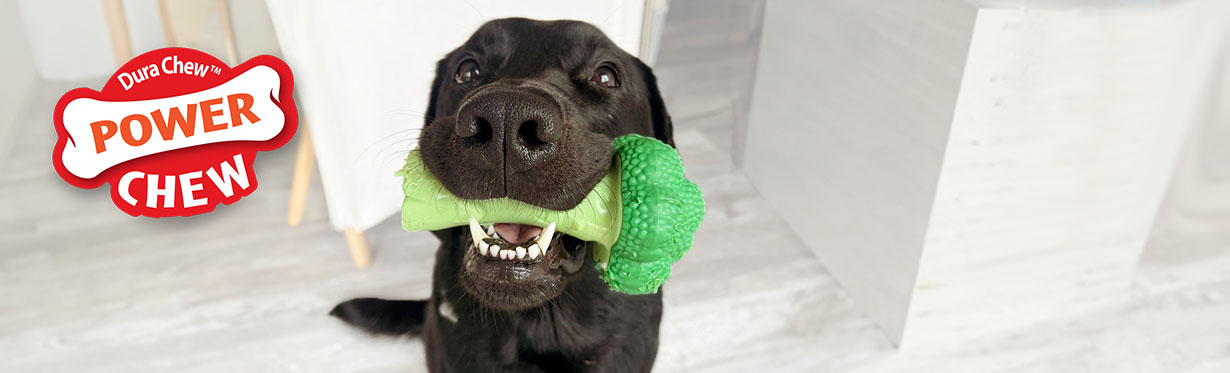 Black lab smiling holding Nylabone Broccoli Power Chew toy in mouth