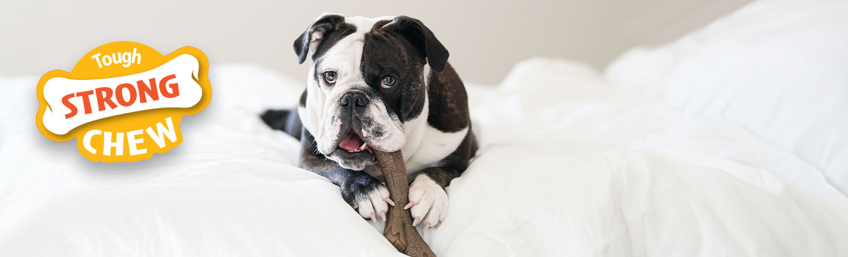 Black and white bulldog chewing on Nylabone Strong Chew stick toy in white bed