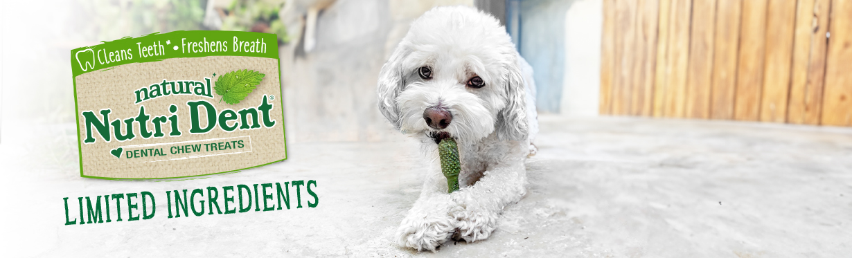 Small white dog chewing on green Nutri Dent dental dog chew treat