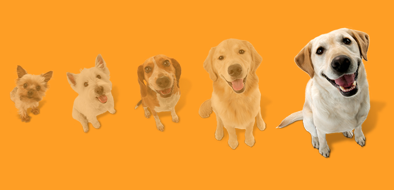 Dog size graphic depicting 6 dogs but the largest dog is highlighted.