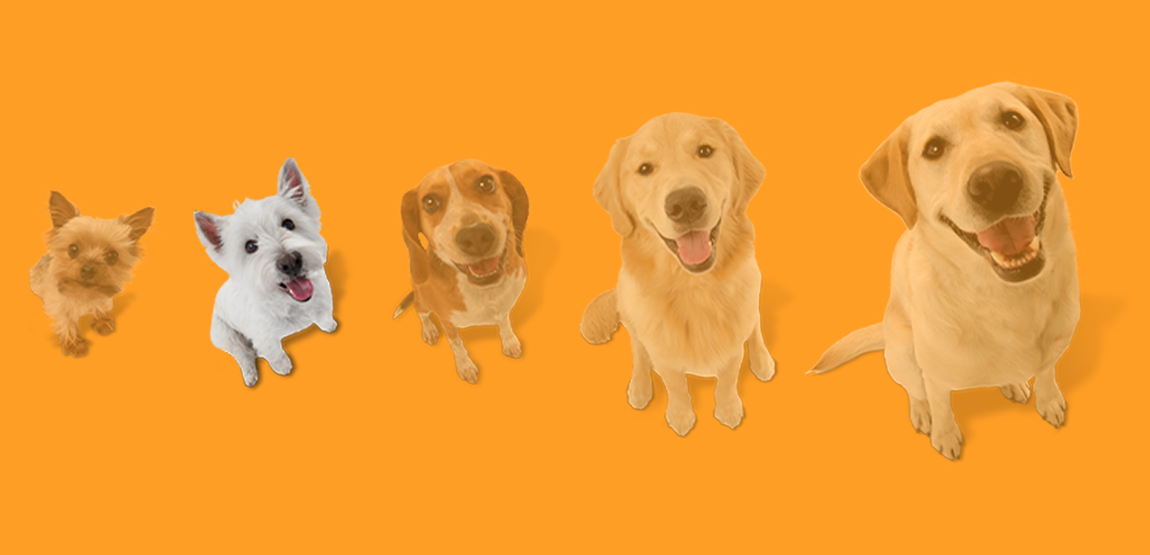 Dog size graphic depicting 6 dogs with the third smallest dog highlighted.