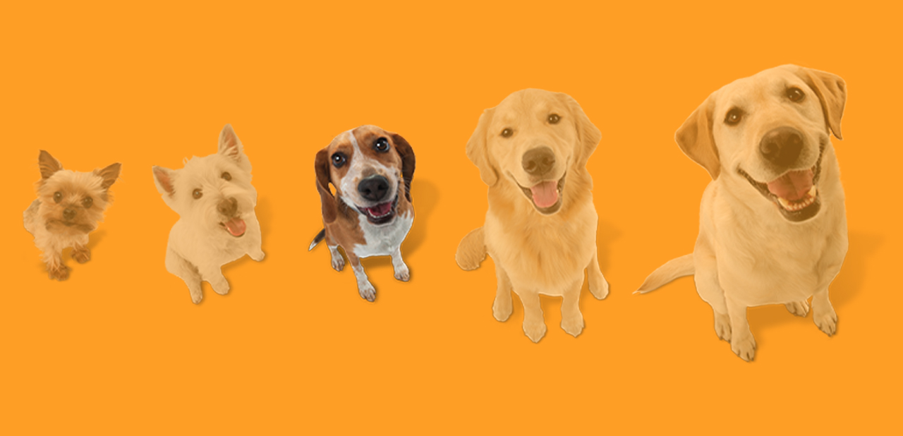 Dog size graphic depicting 6 dogs with the third largest dog highlighted.