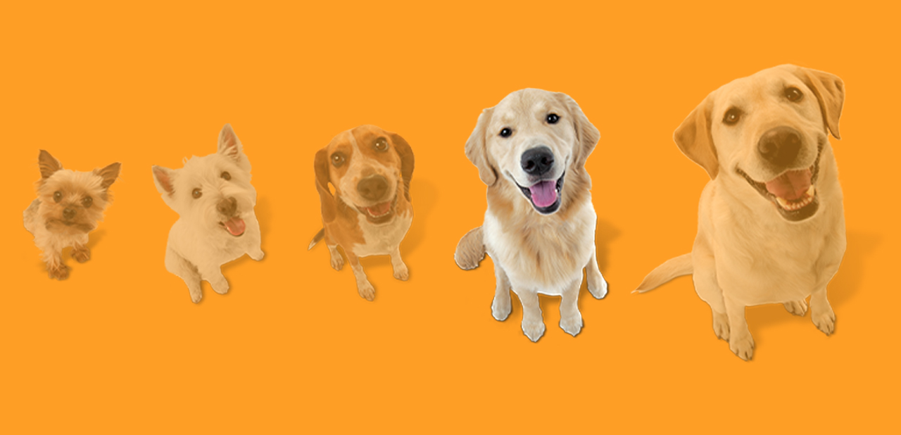 Dog size graphic depicting 6 dogs with the second largest dog highlighted.
