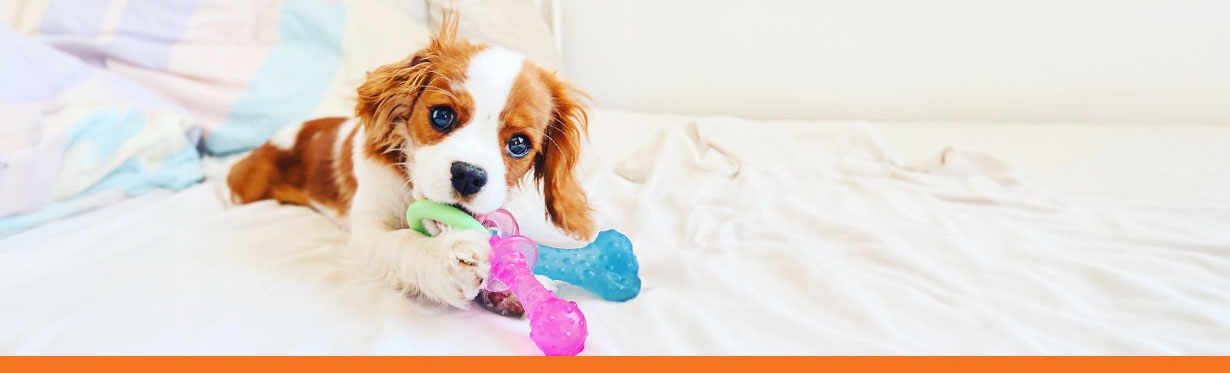 Puppy holding Nylabone Puppy pacifier chew toy