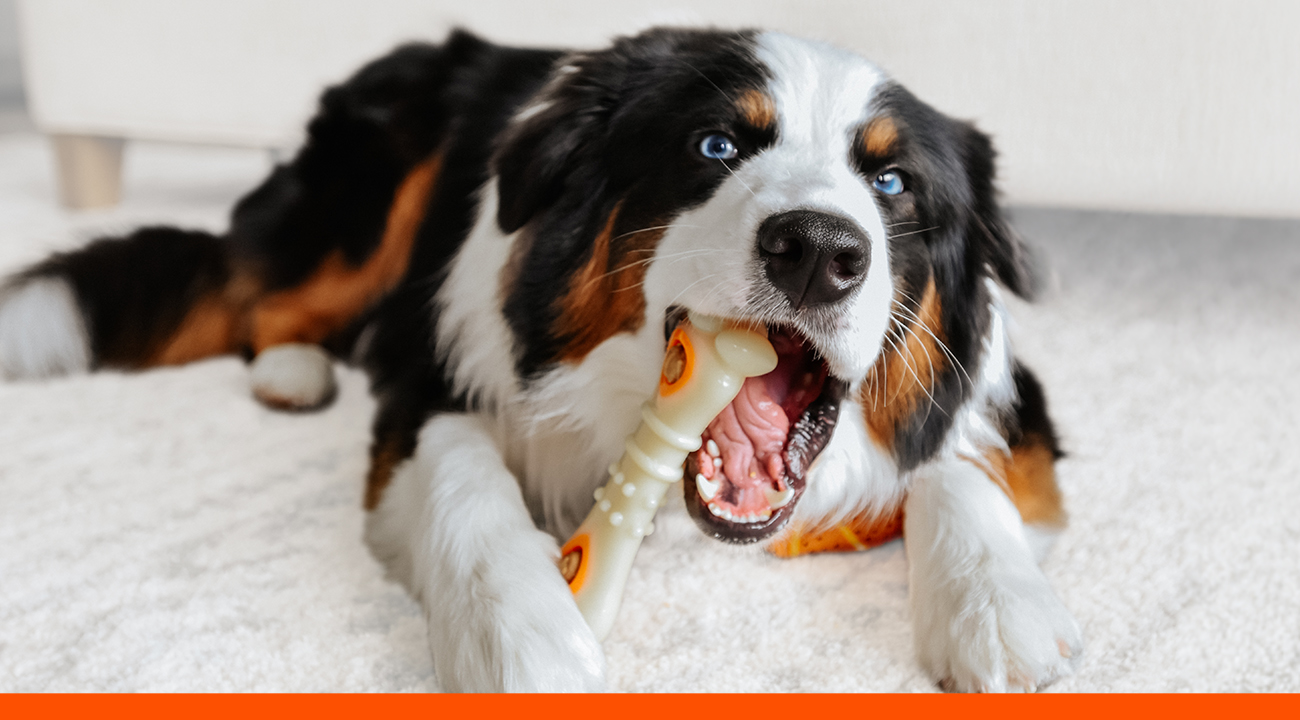 dog with chew toy