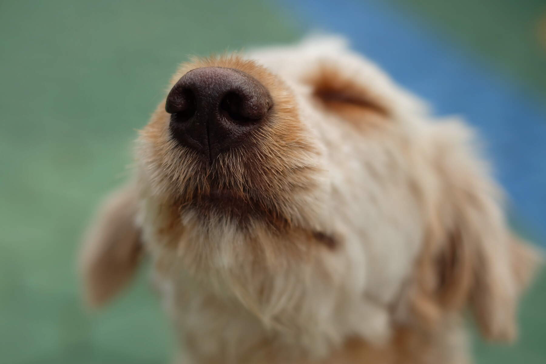 Facts about best sale dogs noses